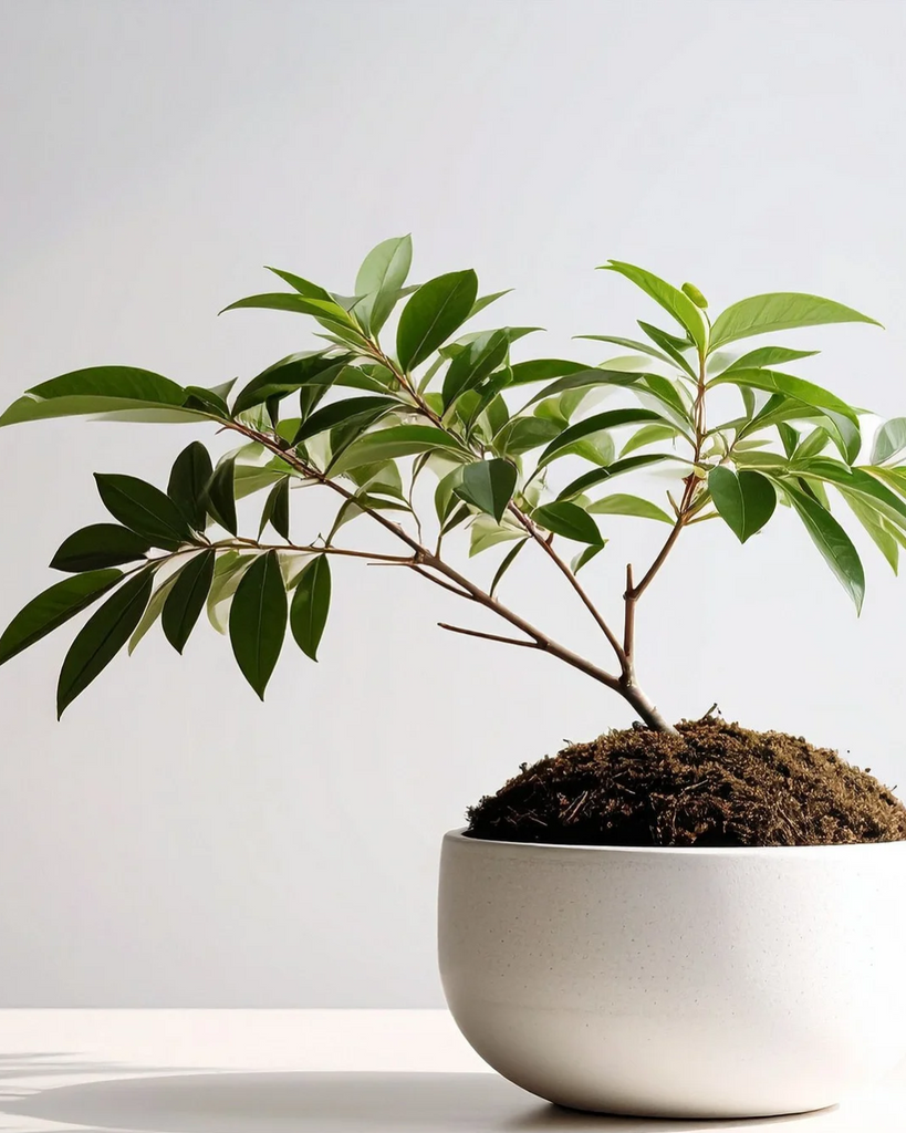 ✨🪴Kokedama Workshop 🪴✨